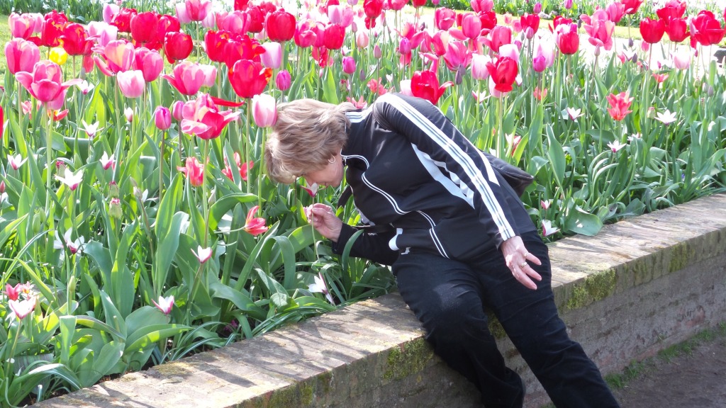 2014-04-17 Holland Tulips 16.jpg